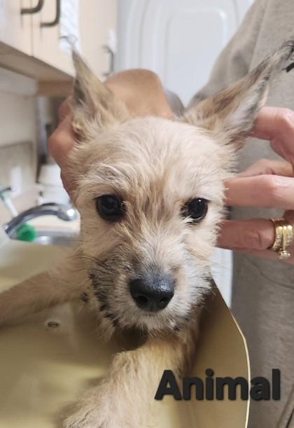 Enlarge Animal, a Adoptable mixed breed in Lebec, CA image 1/1