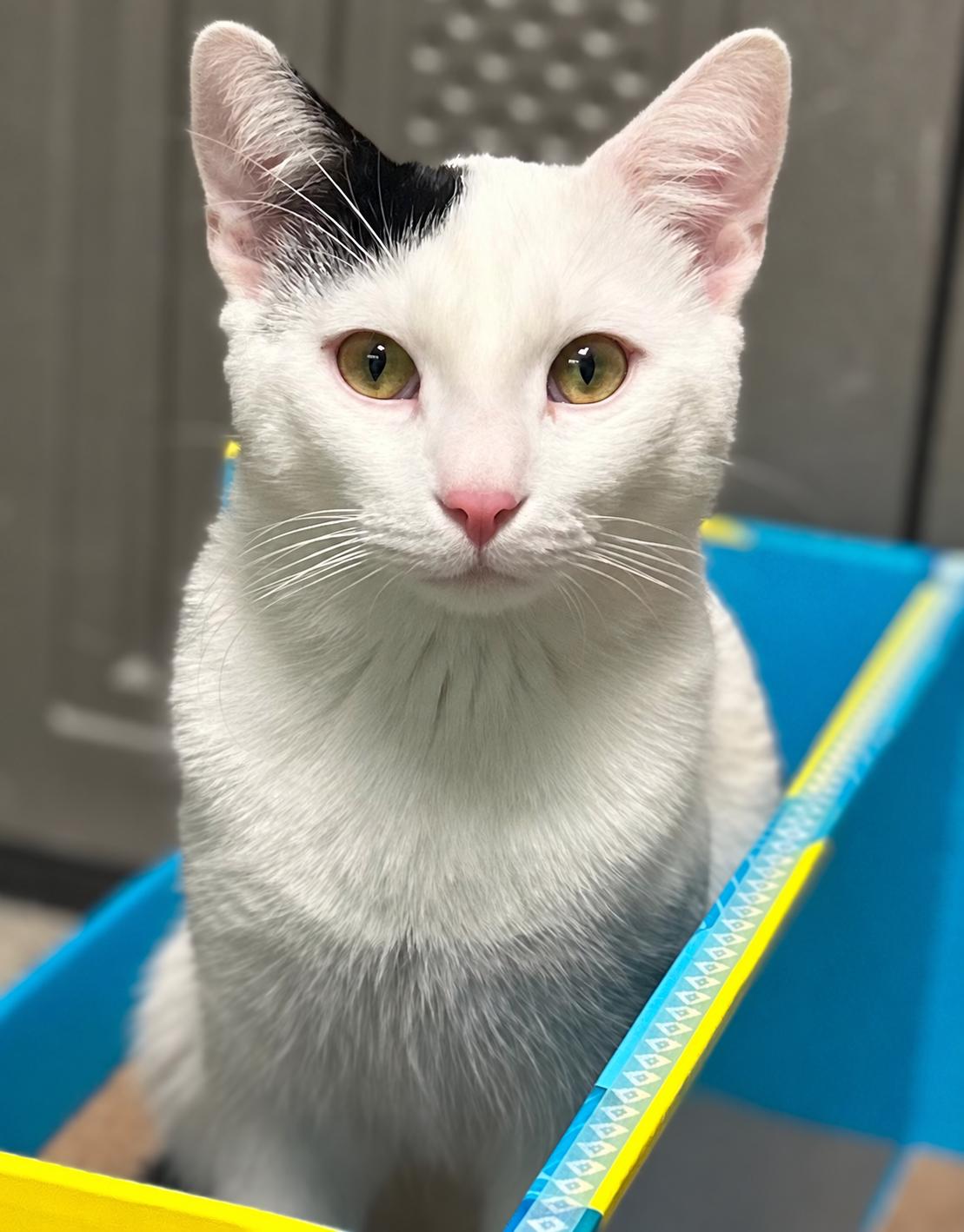 Jaime Tartt, Adoptable, Young Male Domestic Short Hair.