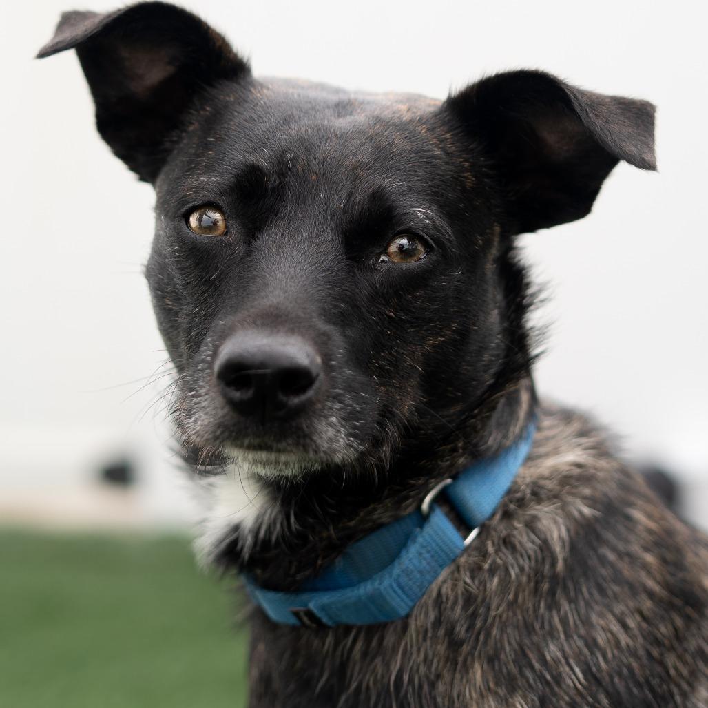 Enlarge Gypsy, a Adoptable mixed breed in Jacksonville, NC image 3/4