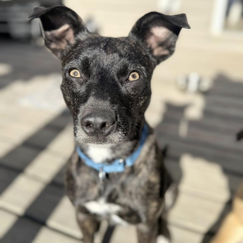 Gypsy, Adoptable, Adult Female Pit Bull Terrier.