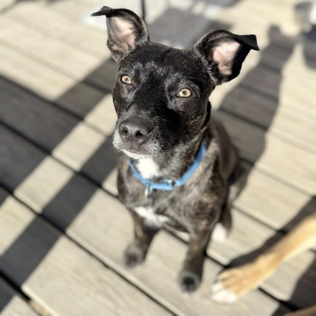 Enlarge Gypsy, a Adoptable mixed breed in Jacksonville, NC image 2/4
