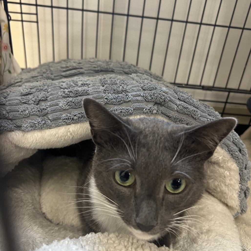 Nena, Adoptable, Adult Female Domestic Short Hair.
