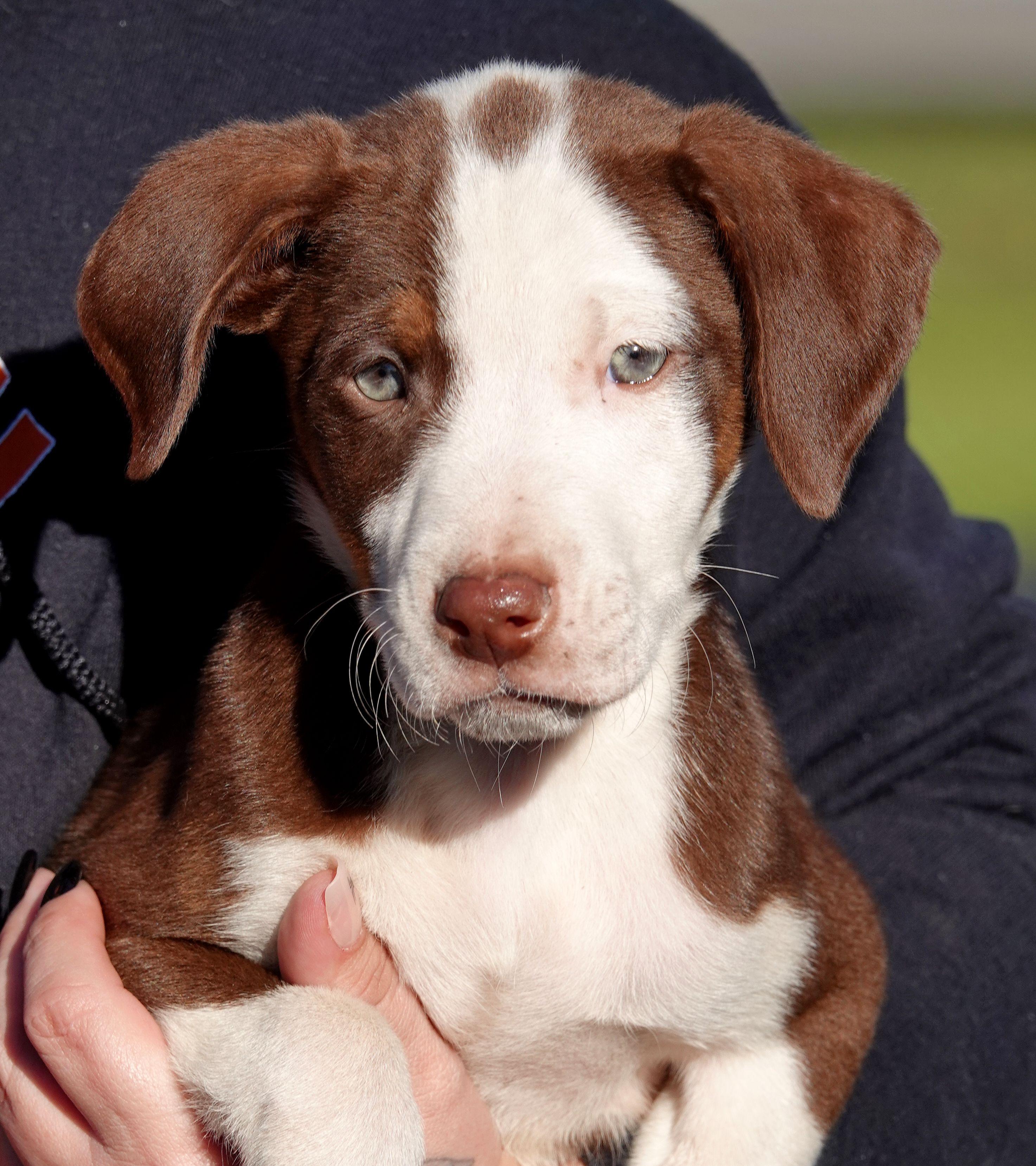 Mallo, Adoptable, Puppy Male Terrier.