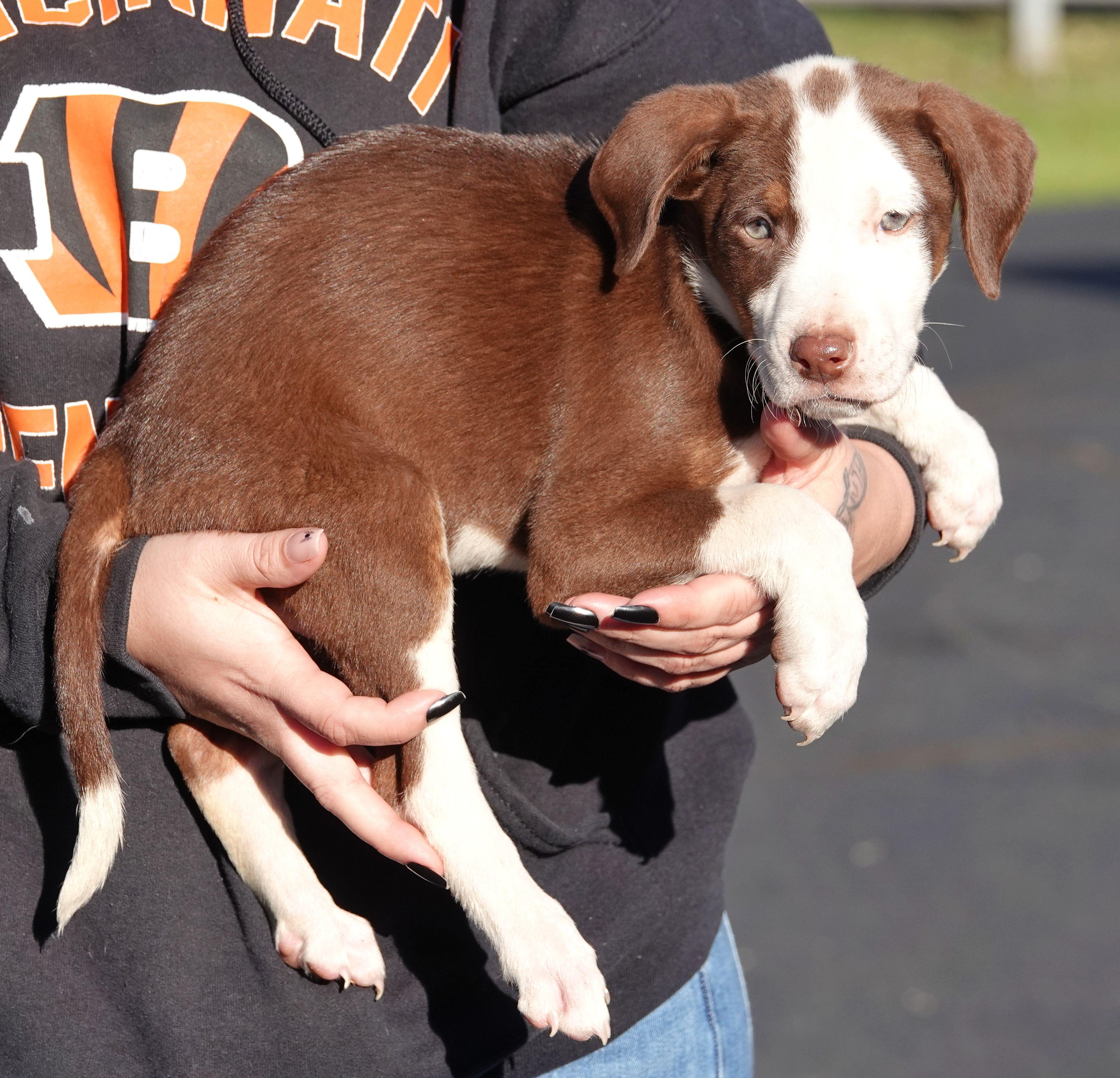 Enlarge Mallo, a Adoptable mixed breed in Millfield, OH image 3/3