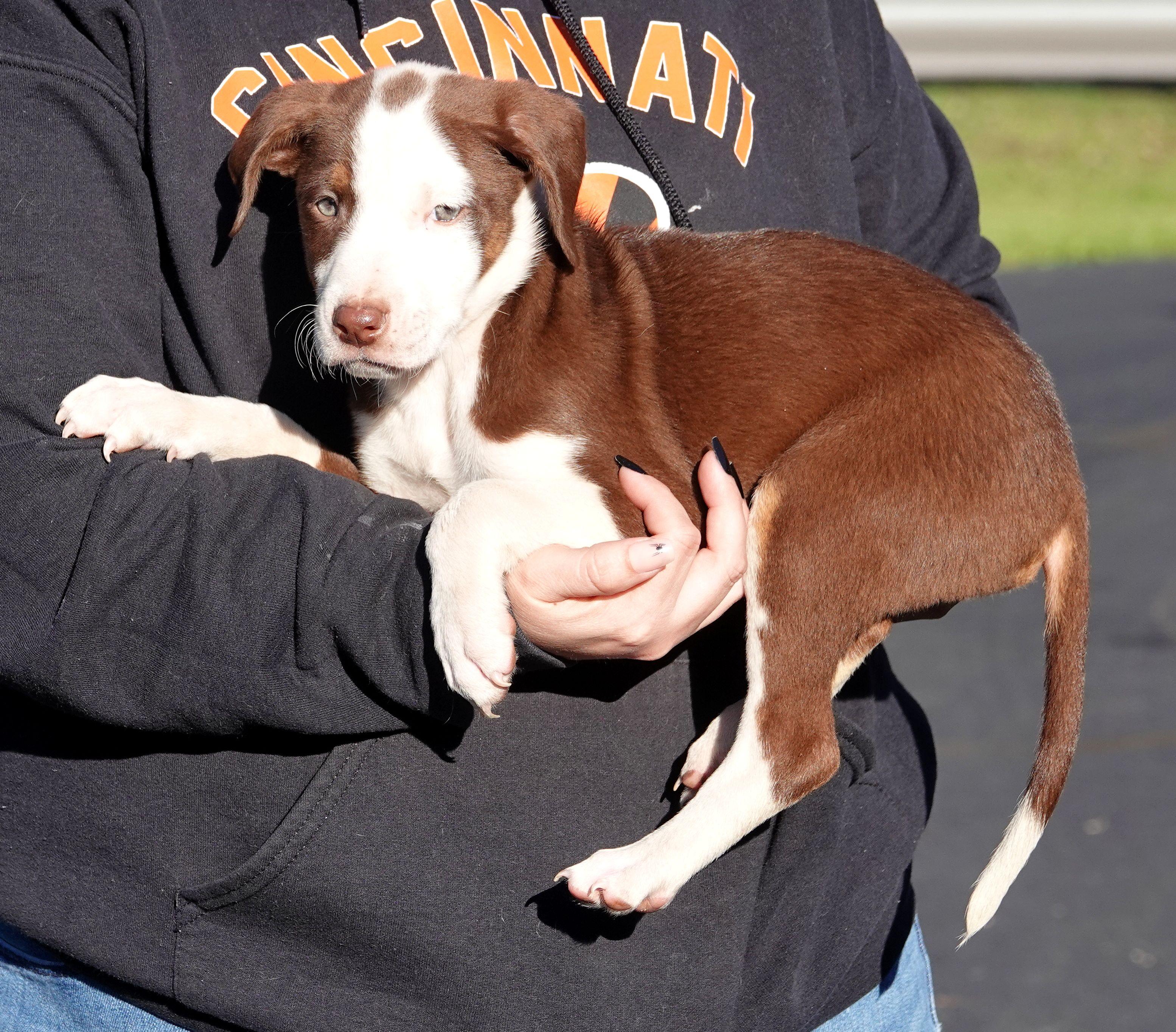 Enlarge Mallo, a Adoptable mixed breed in Millfield, OH image 2/3