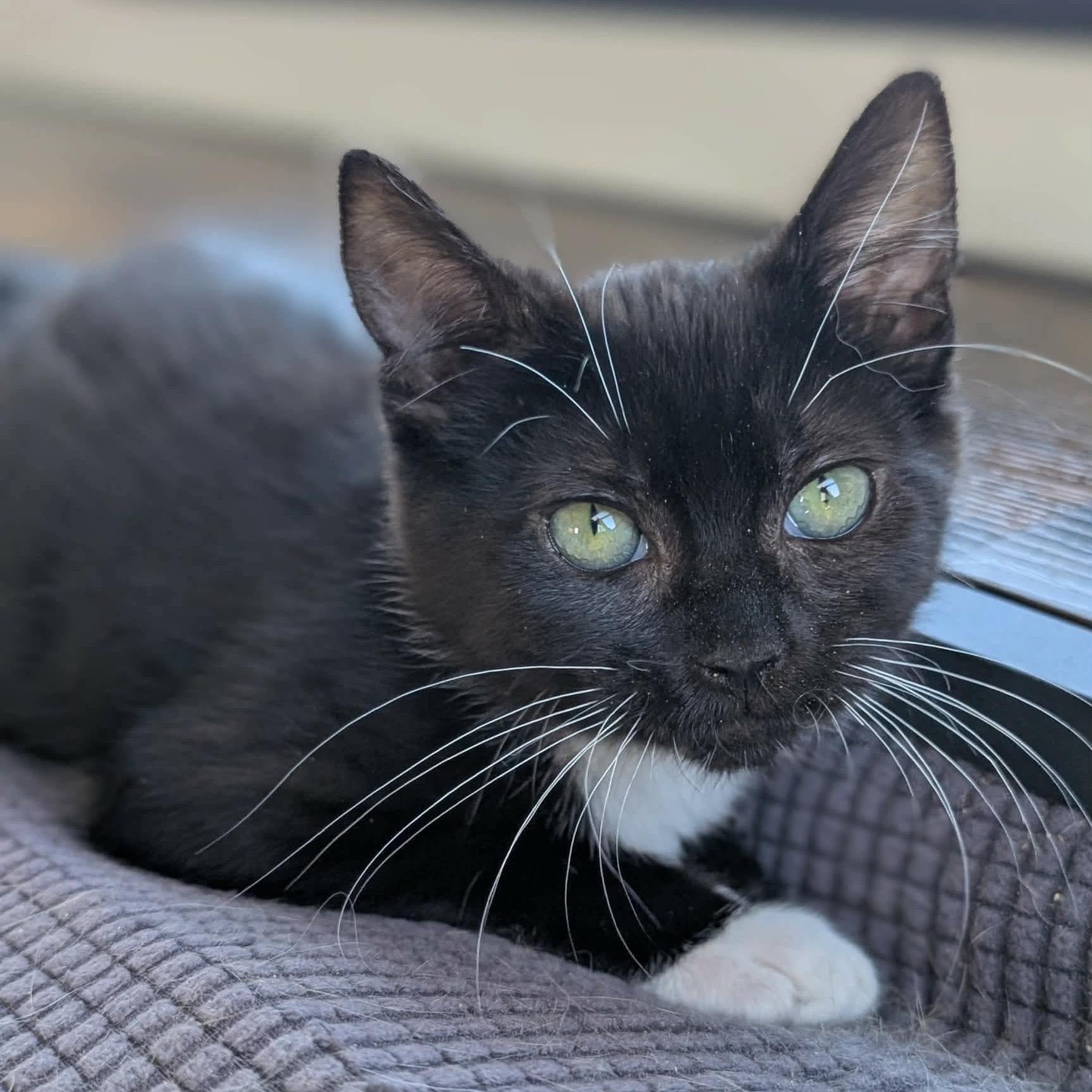 Beldi, Adopted, Young Female Tuxedo.