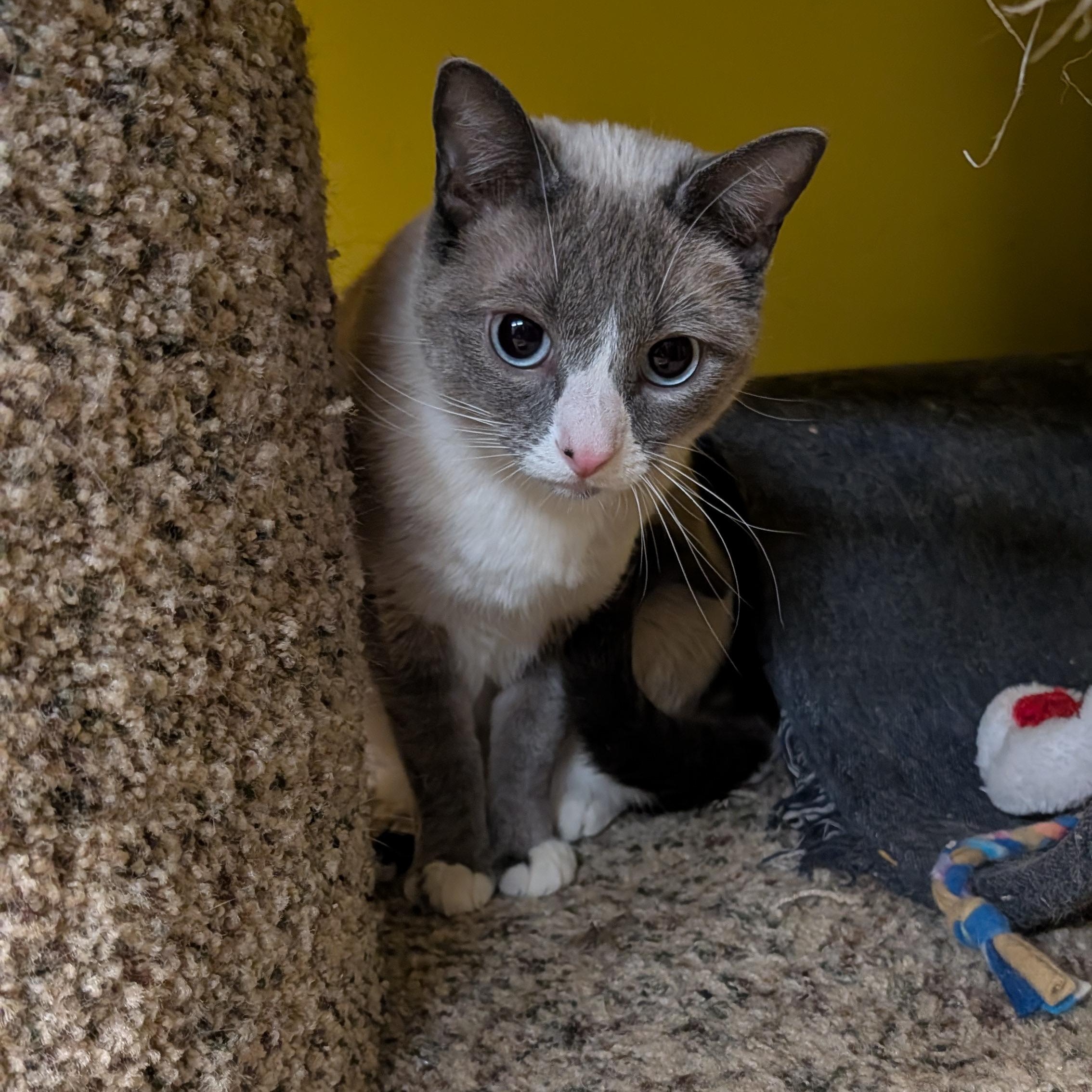 Enlarge Ghost, a ADOPTABLE mixed breed in Thayne, WY image 5/6