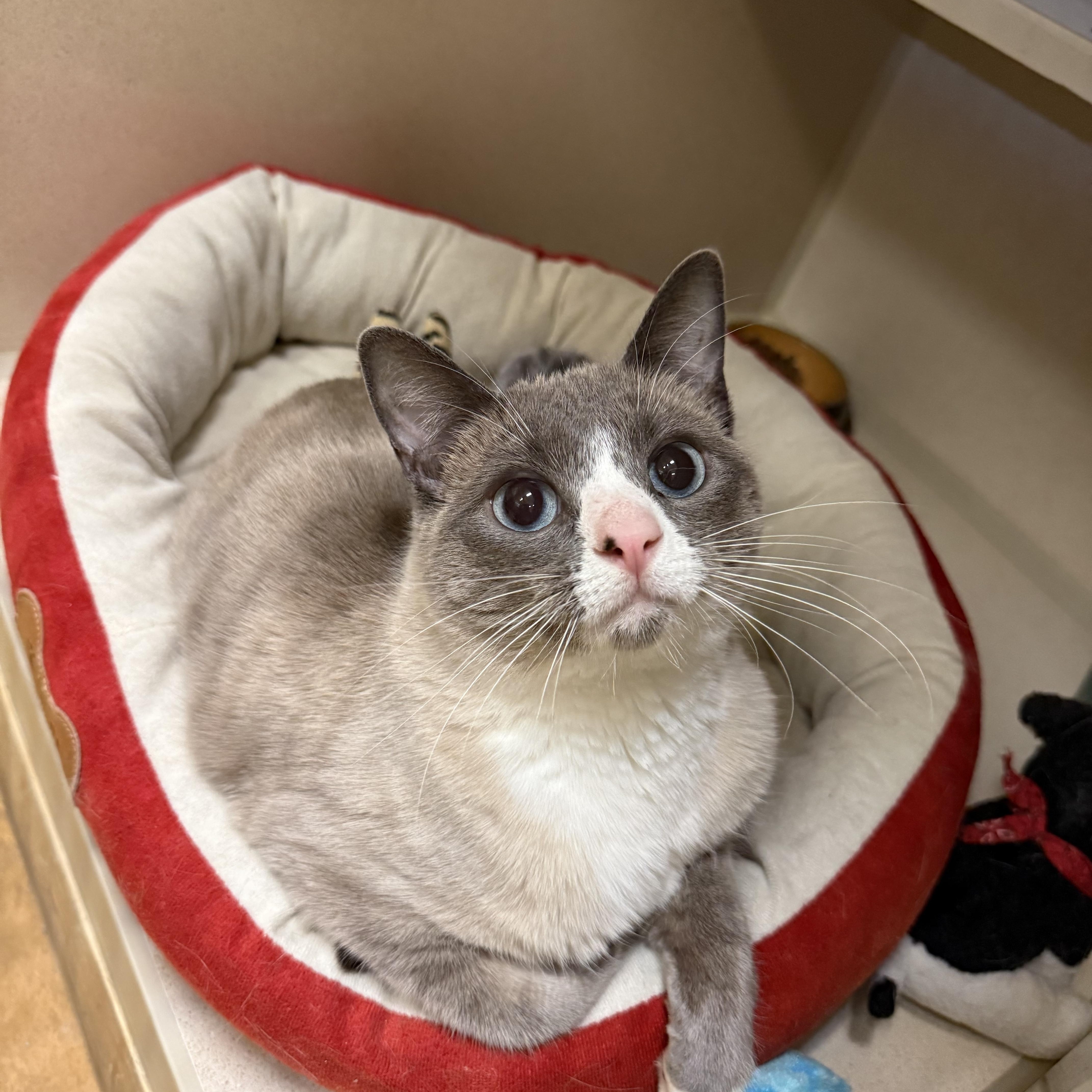 Ghost, ADOPTABLE, Young Female Siamese & American Shorthair.