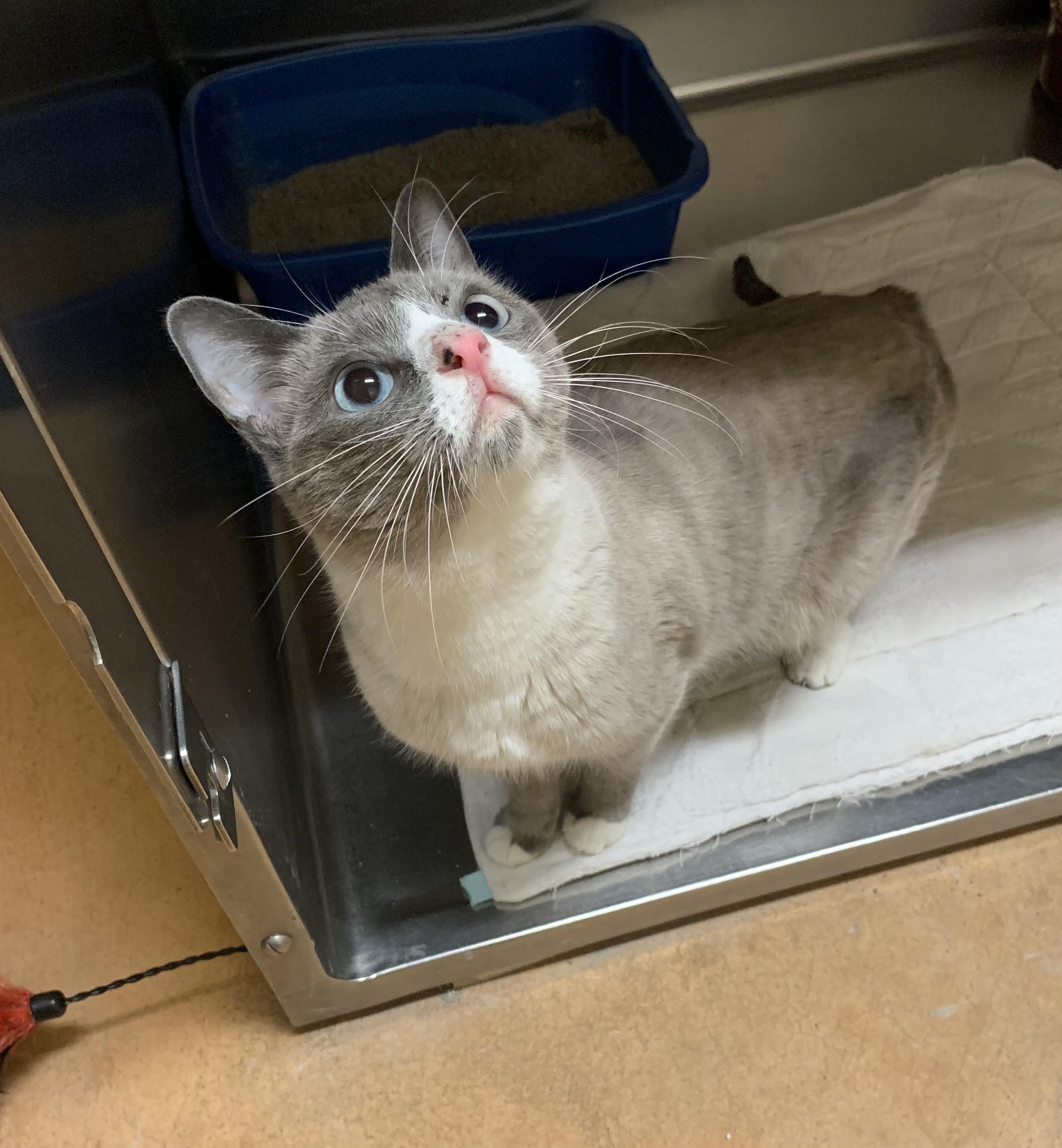 Ghost, a ADOPTABLE mixed breed in Thayne, WY image 3/4