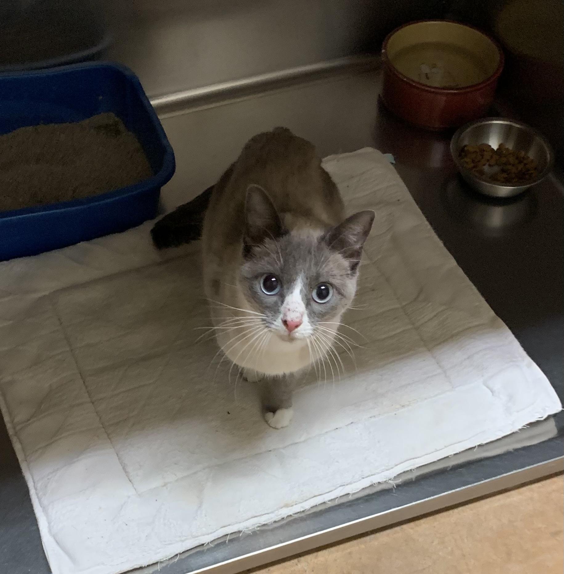 Ghost, a ADOPTABLE mixed breed in Thayne, WY image 4/4
