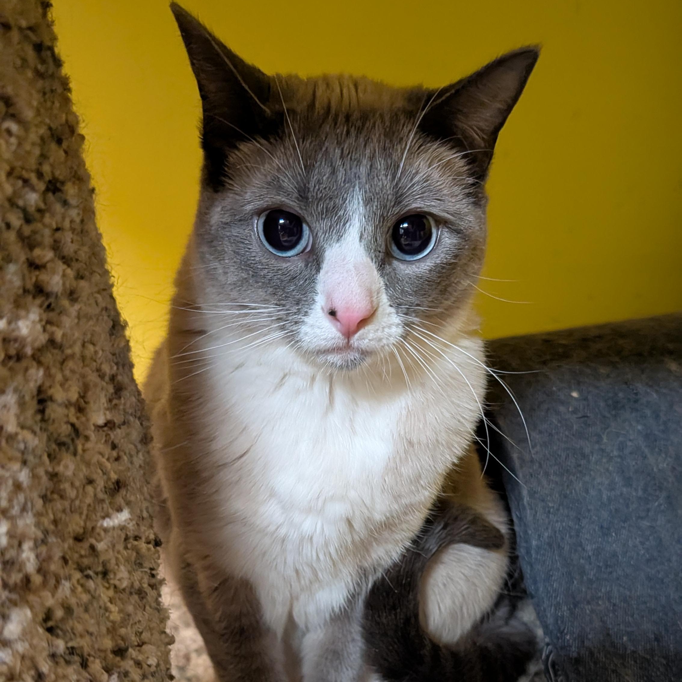 Enlarge Ghost, a ADOPTABLE mixed breed in Thayne, WY image 6/6