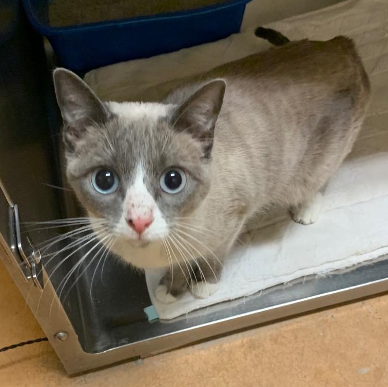 Ghost, a ADOPTABLE mixed breed in Thayne, WY image 2/4