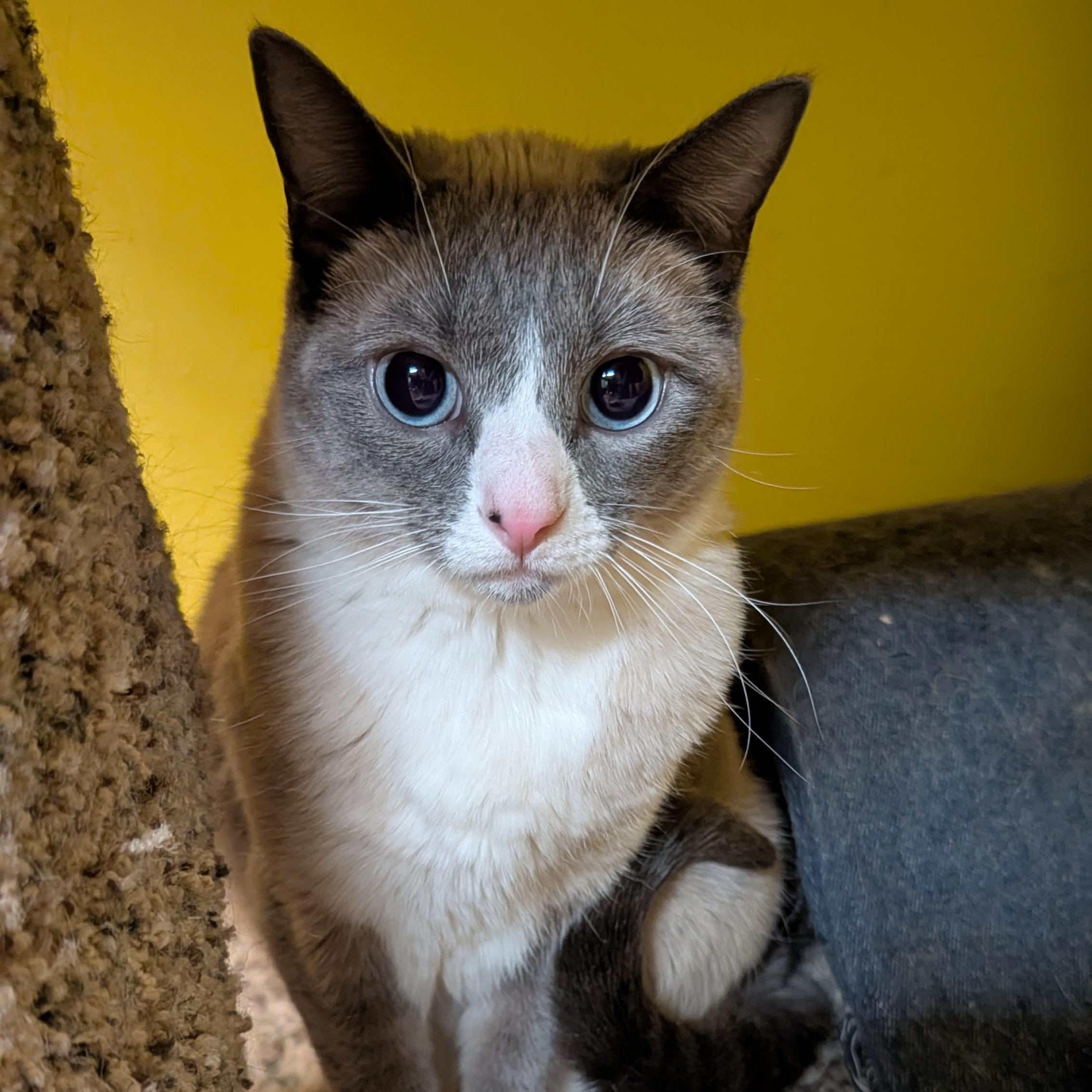 Ghost, ADOPTABLE, Young Female Siamese & American Shorthair.