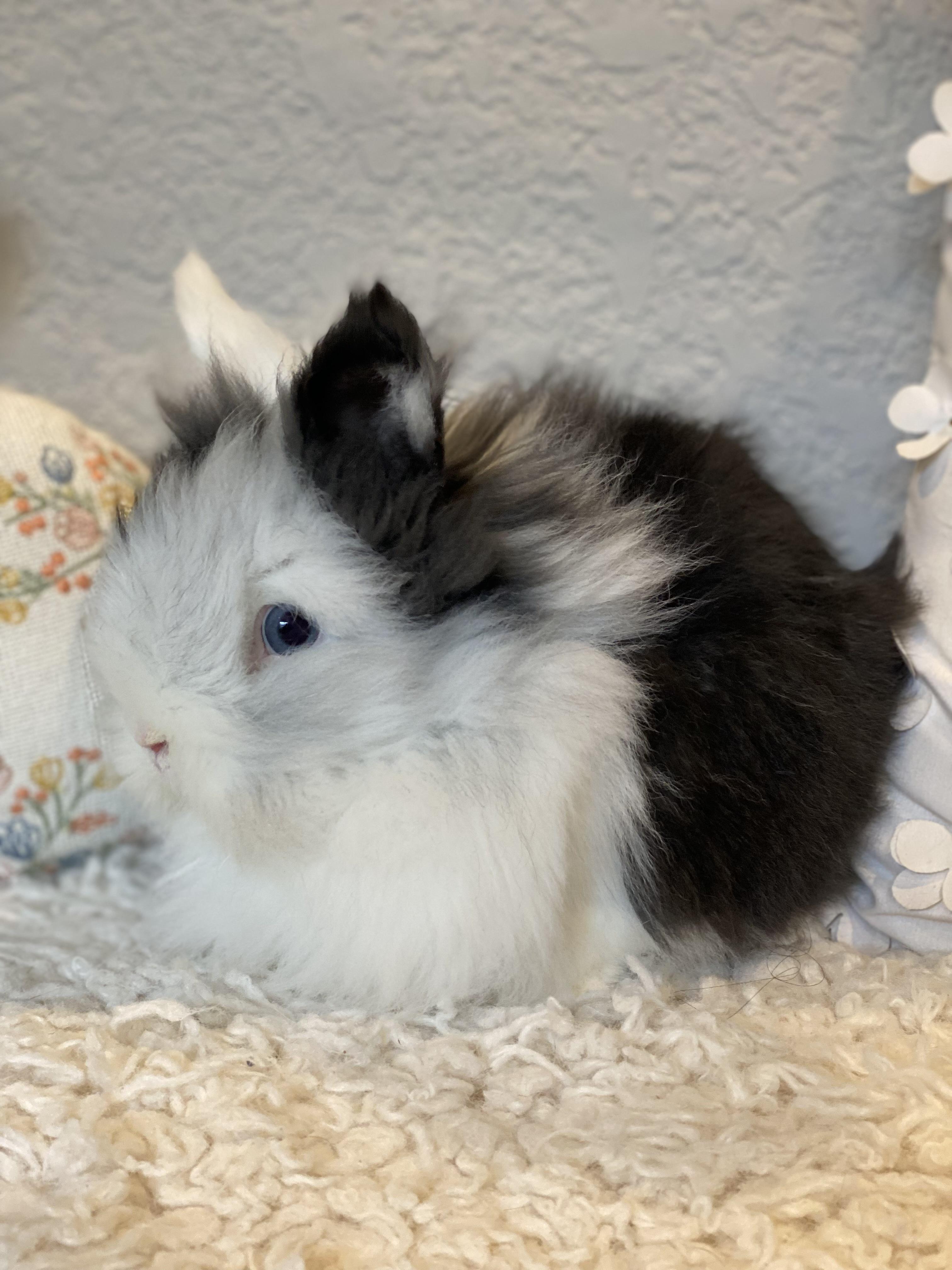 Joker , an adopted Lionhead in San Antonio, TX image 2/4