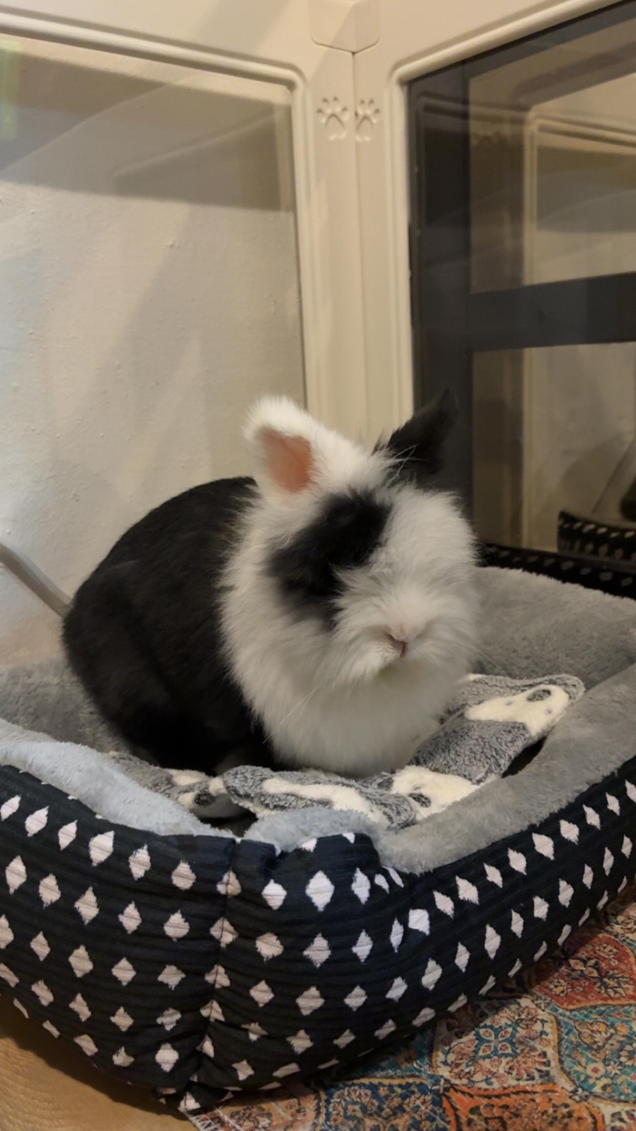 Joker , an adopted Lionhead in San Antonio, TX image 3/4