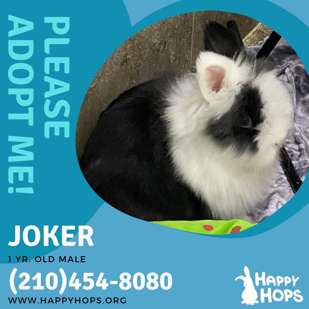 Joker , an adopted Lionhead in San Antonio, TX image 4/4