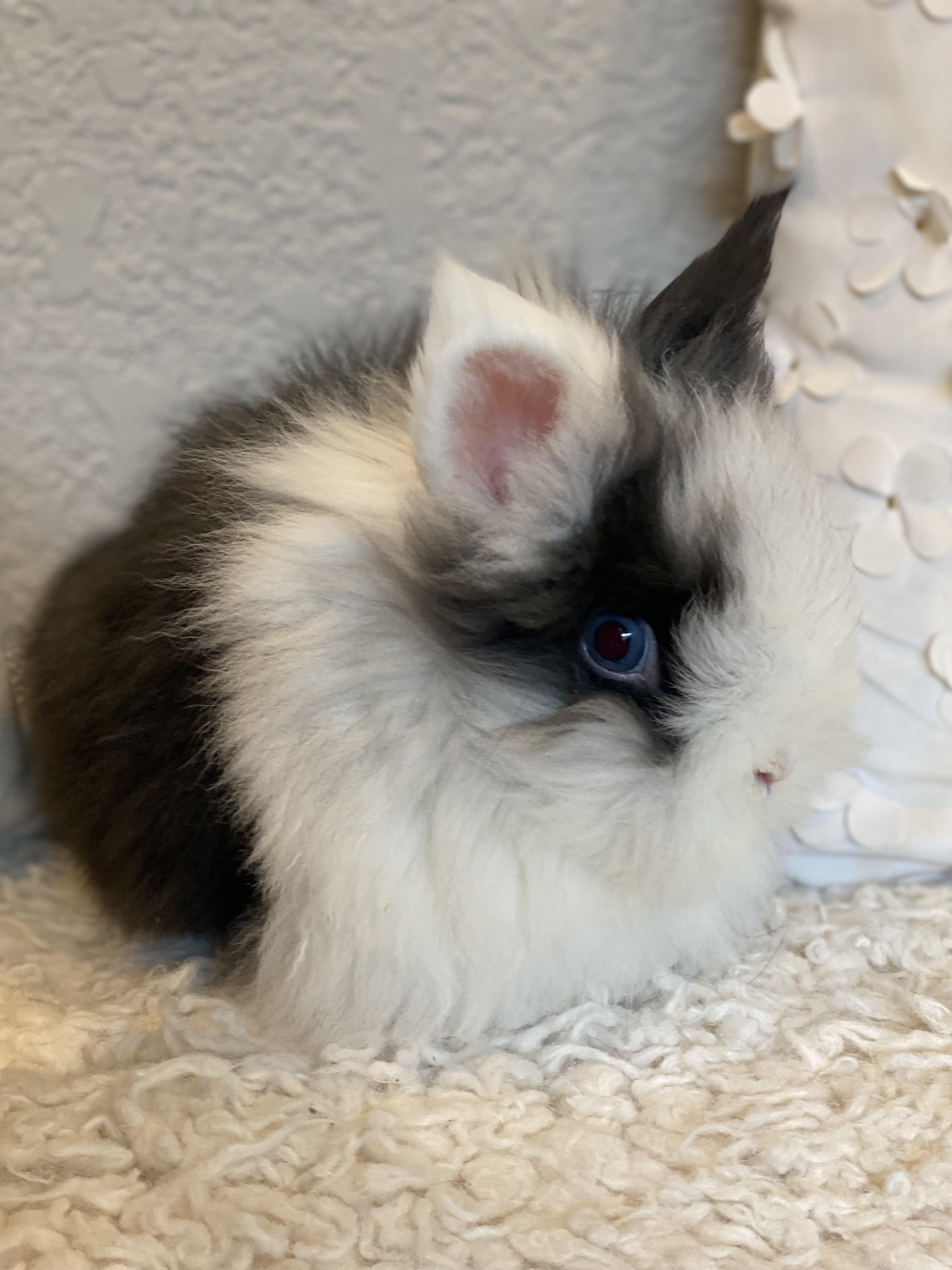 Joker , an adopted Lionhead in San Antonio, TX image 1/4