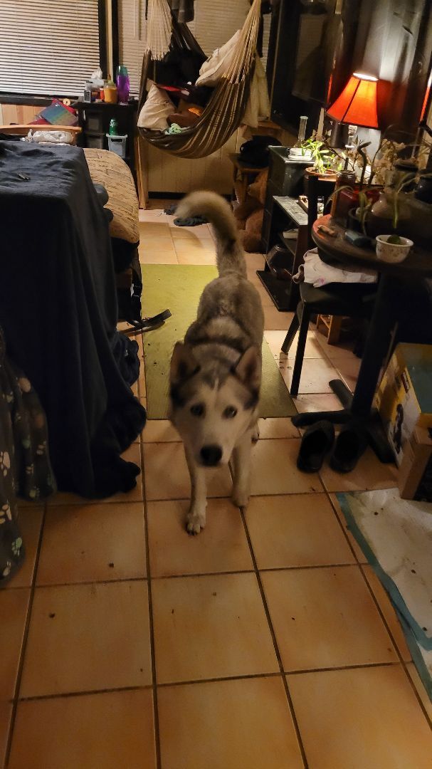 Enlarge SKY, a Adopted Husky in Lodi, CA image 1/4