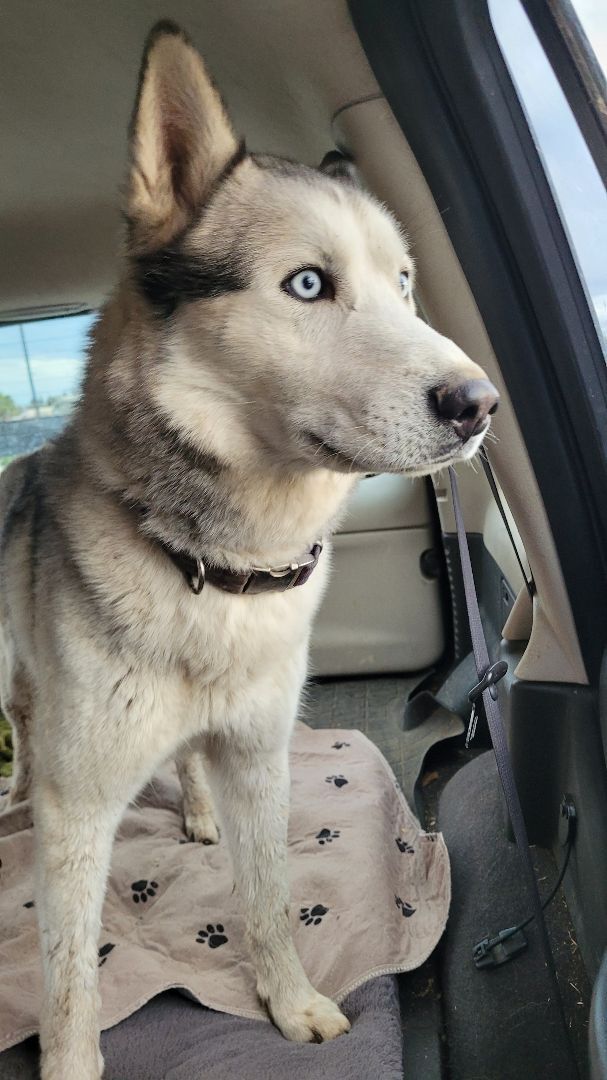 Enlarge SKY, a Adopted Husky in Lodi, CA image 2/4