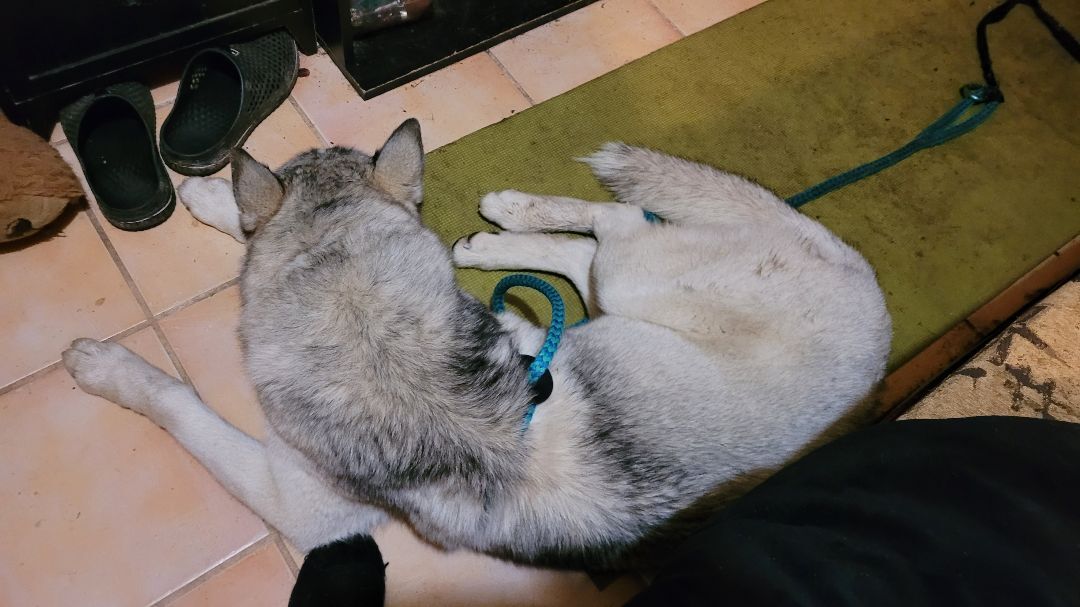 Enlarge SKY, a Adopted Husky in Lodi, CA image 4/4