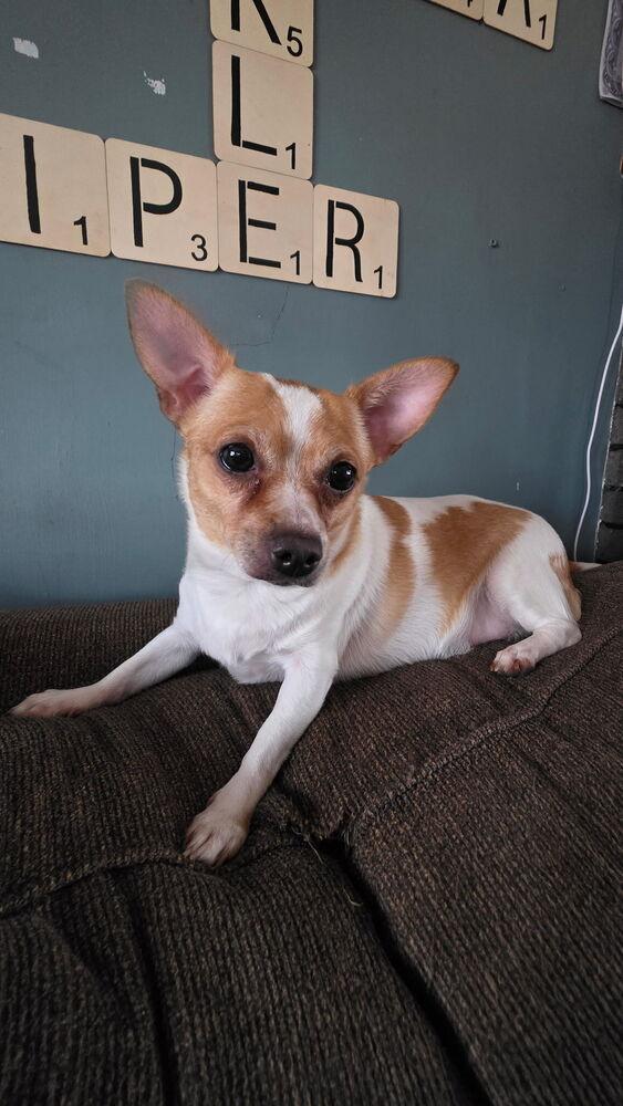 Enlarge Chloe, a Adoptable Chihuahua in Scranton, PA image 1/2
