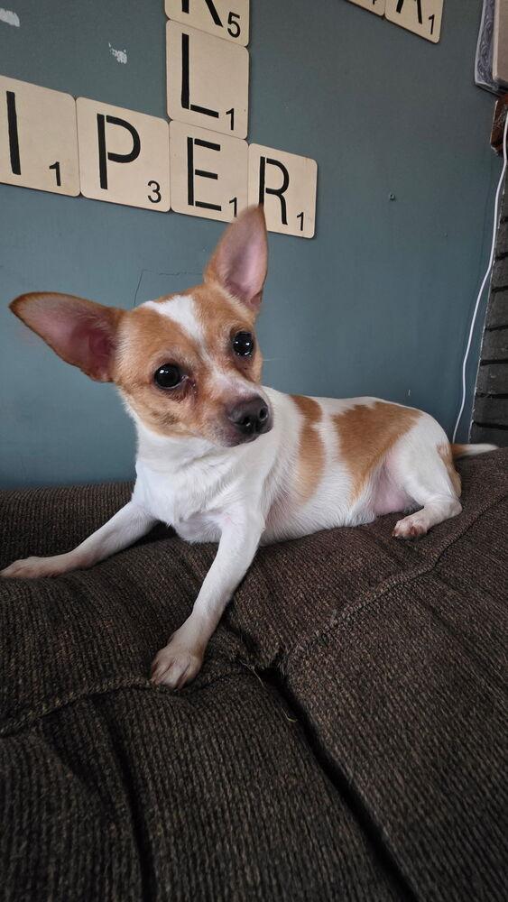 Enlarge Chloe, a Adoptable Chihuahua in Scranton, PA image 2/2