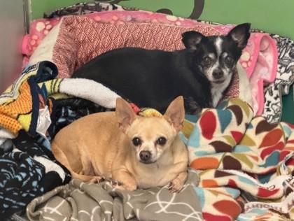 Sandie — thumbnail 3