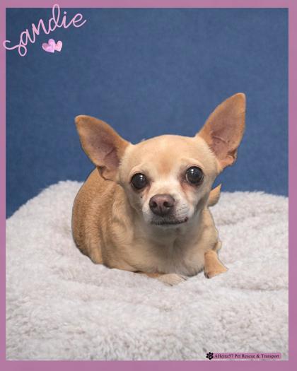 Sandie — thumbnail 4