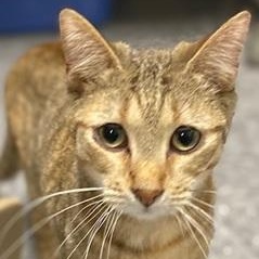 Anna, a Adoptable Domestic Short Hair in Ocean Isle Beach, NC image 1/2