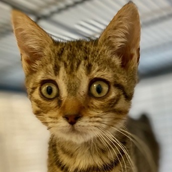 Anna, a Adoptable Domestic Short Hair in Ocean Isle Beach, NC image 2/2