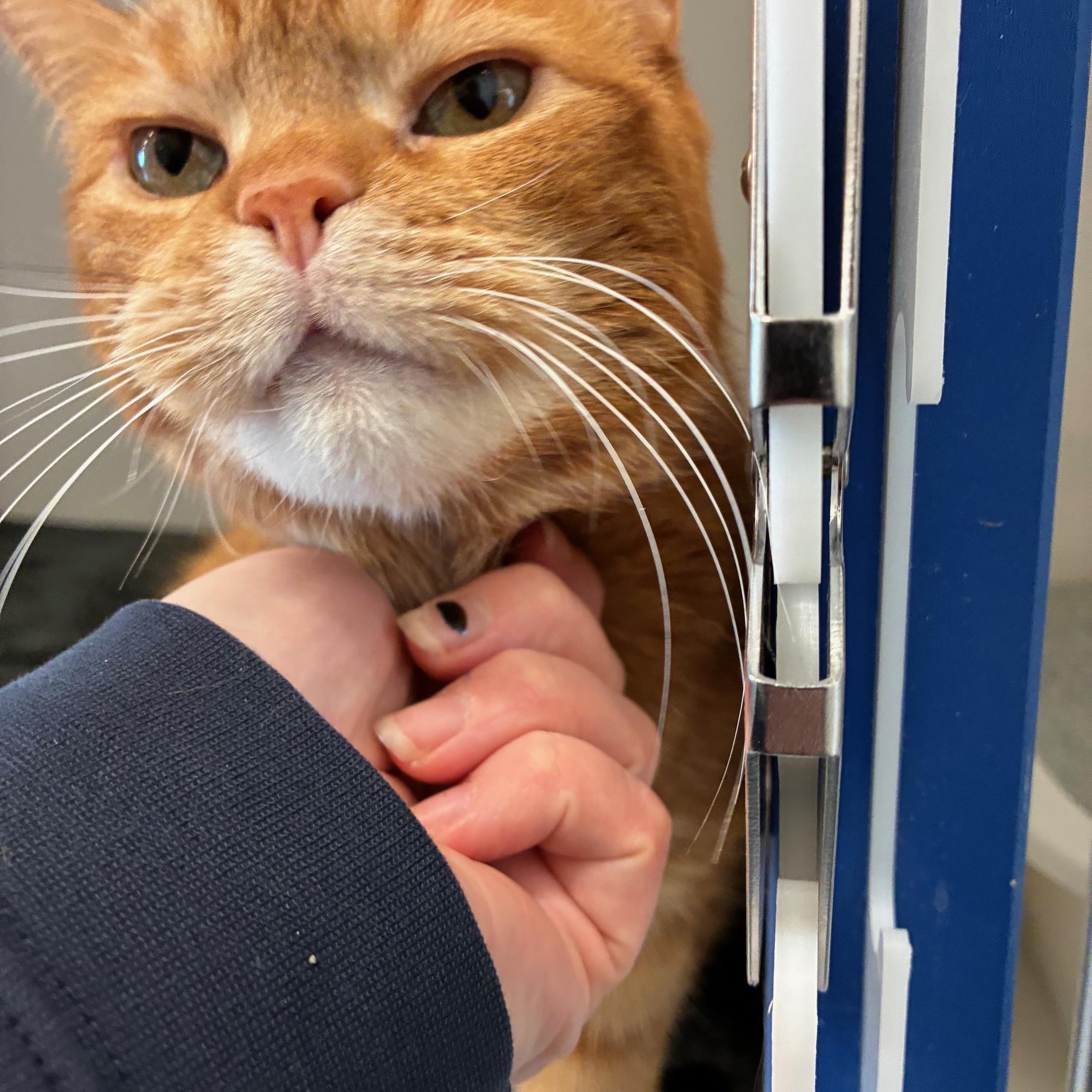 Enlarge Simba & Kovu, a Adoptable Domestic Short Hair in St Thomas, ON image 6/6