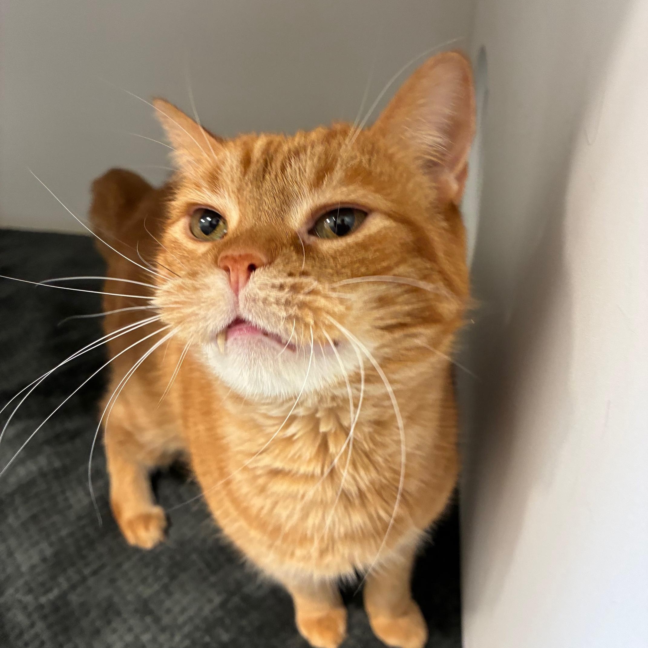Enlarge Simba & Kovu, a Adoptable Domestic Short Hair in St Thomas, ON image 5/6