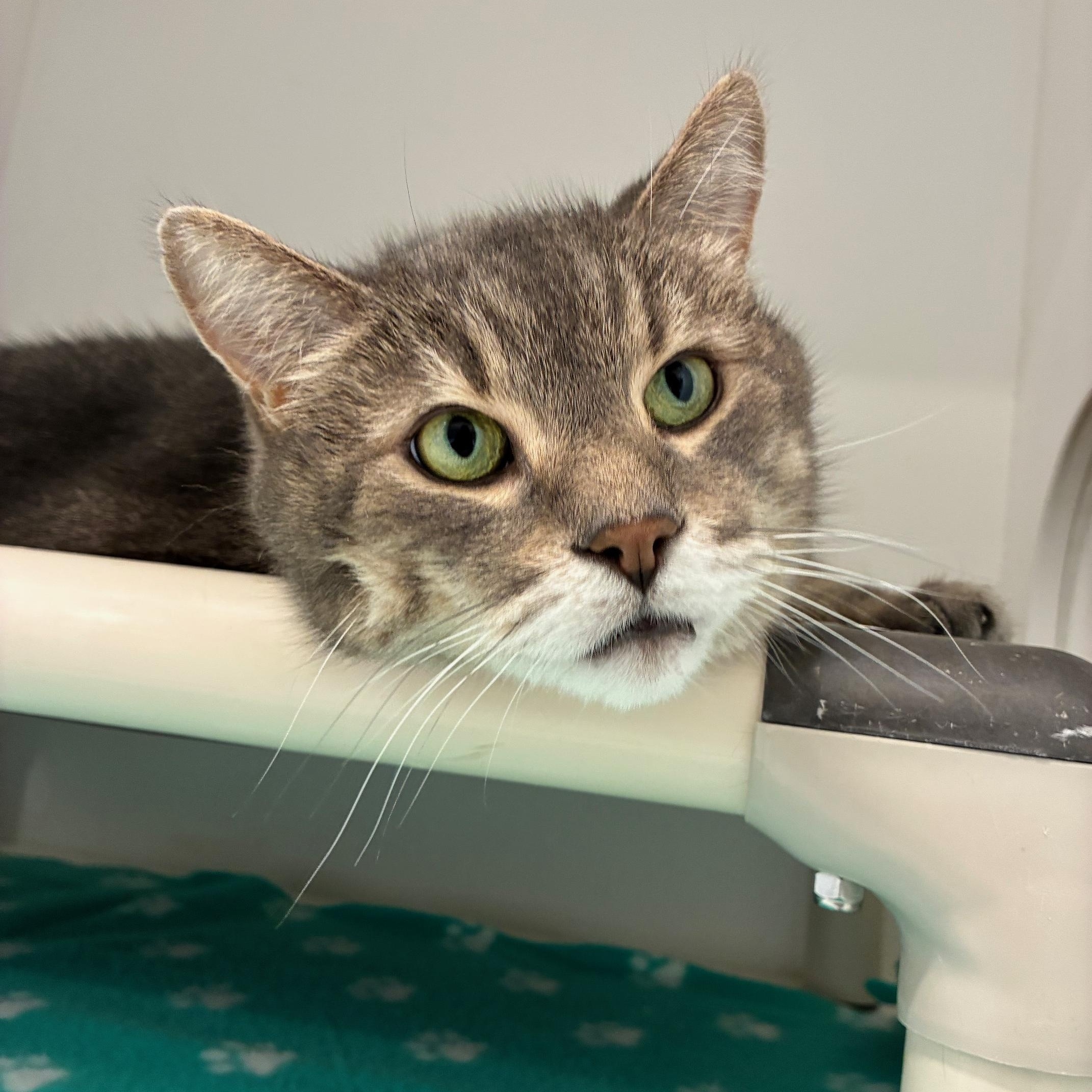 Enlarge Simba & Kovu, a Adoptable Domestic Short Hair in St Thomas, ON image 4/6