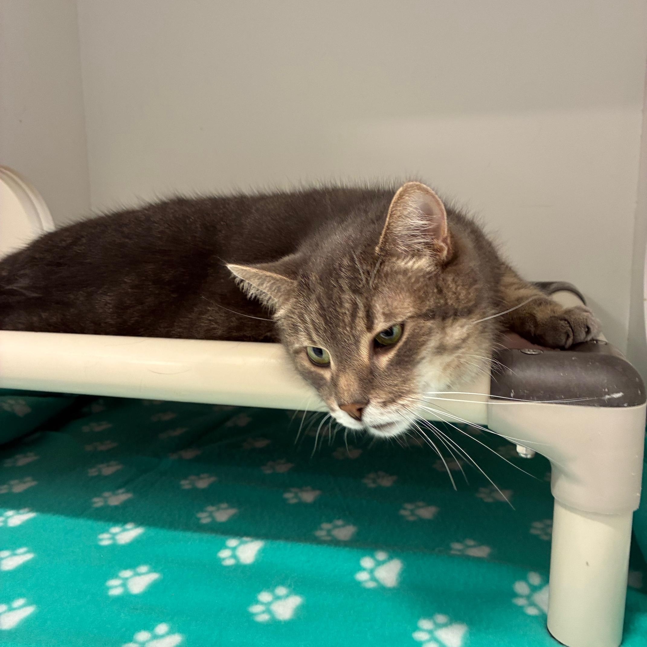 Enlarge Simba & Kovu, a Adoptable Domestic Short Hair in St Thomas, ON image 2/6