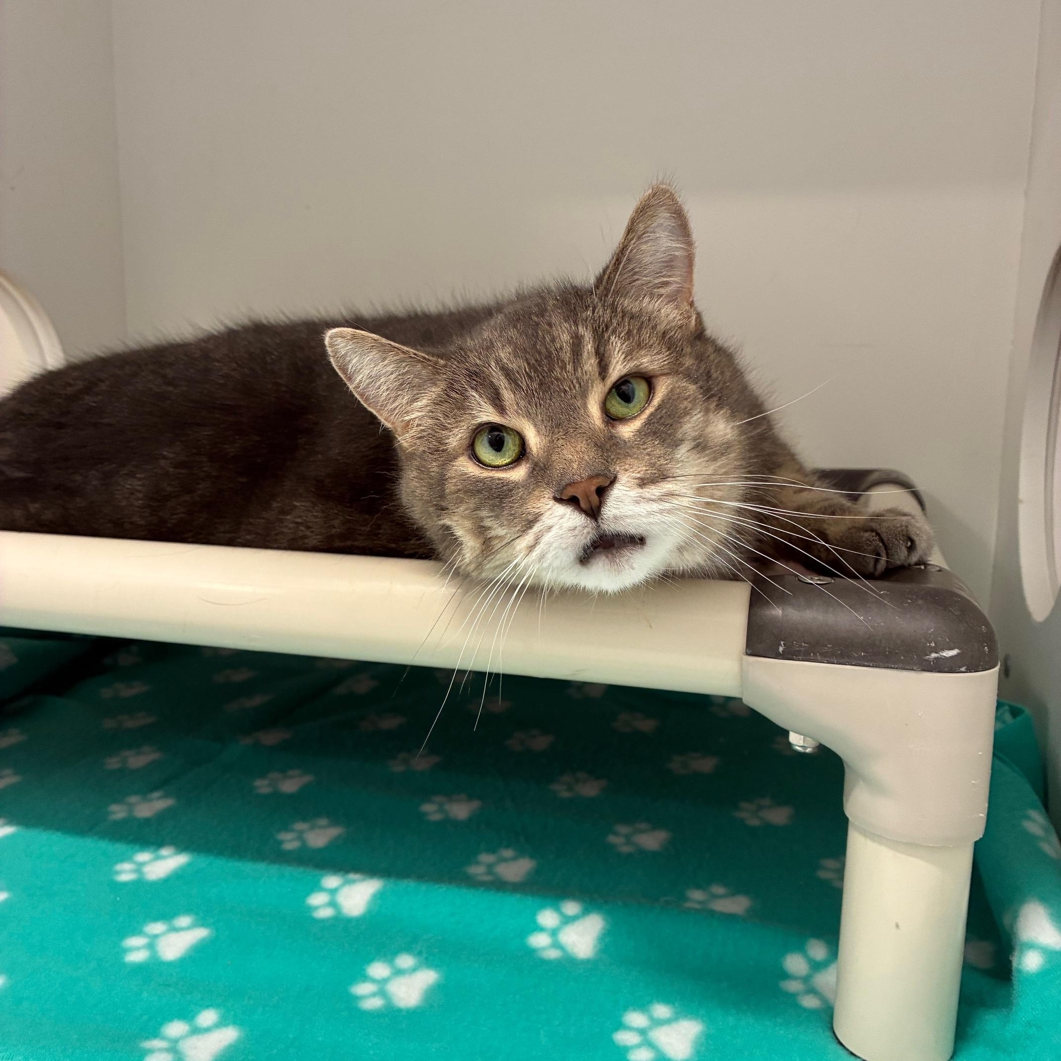 Enlarge Simba & Kovu, a Adoptable Domestic Short Hair in St Thomas, ON image 3/6