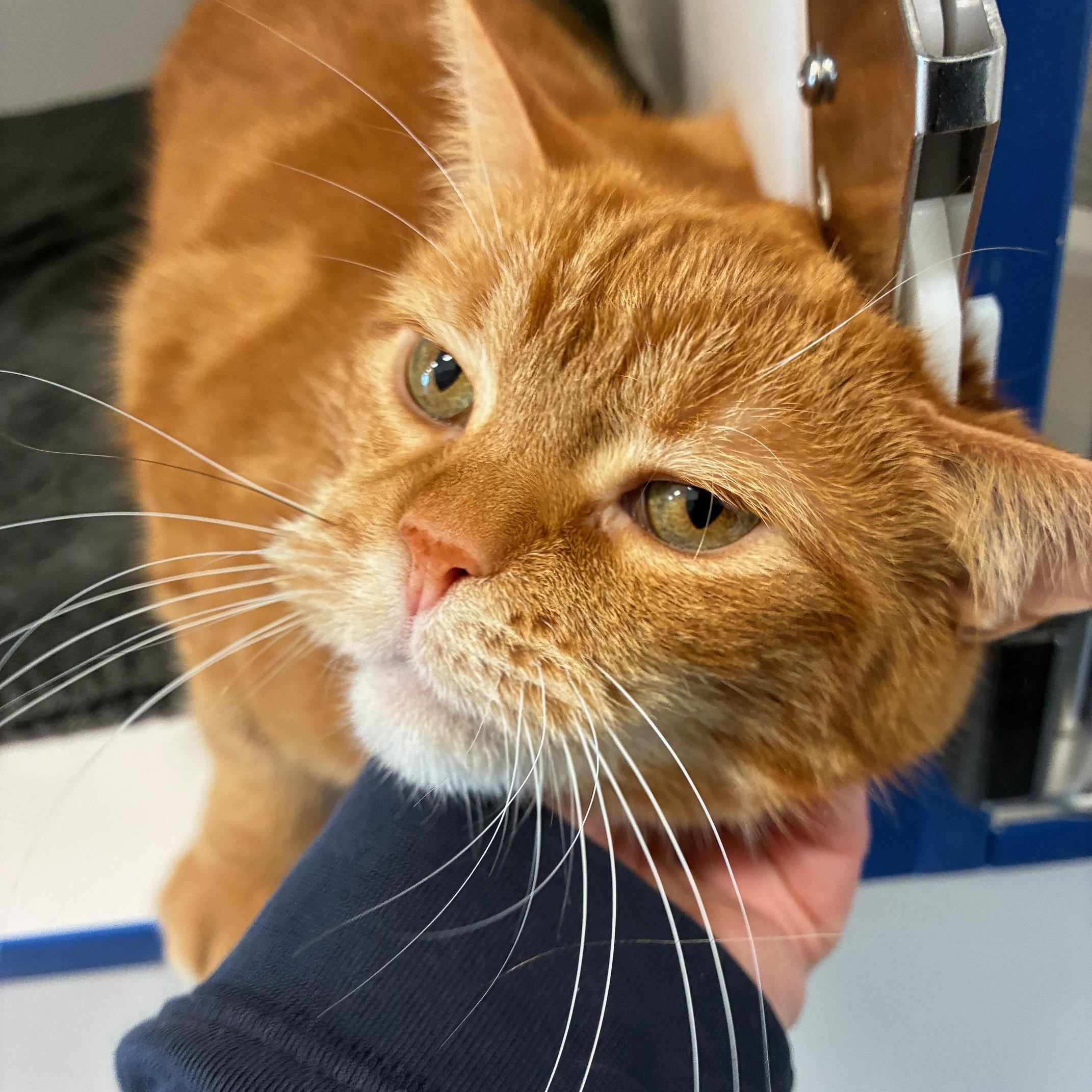 Simba & Kovu, Adoptable, Senior Male Domestic Short Hair.