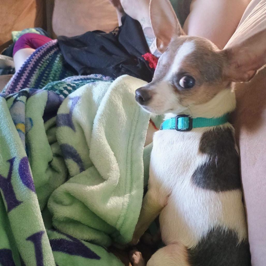 Corbin, Adoptable, Young Male Chihuahua.