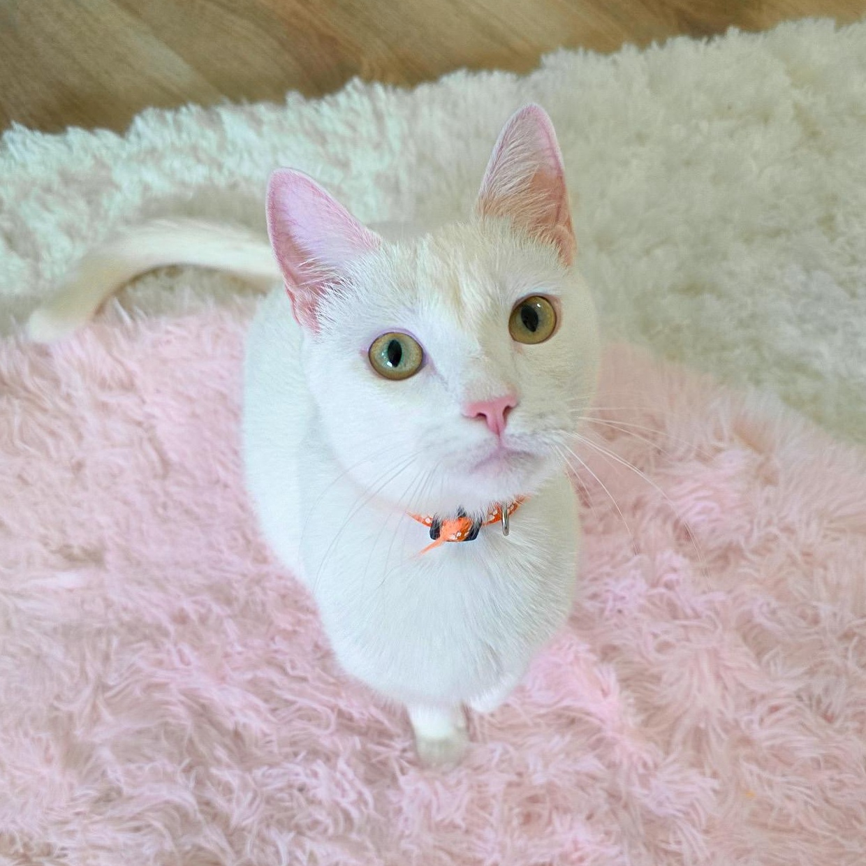 Maple, Adoptable, Young Female Domestic Short Hair.