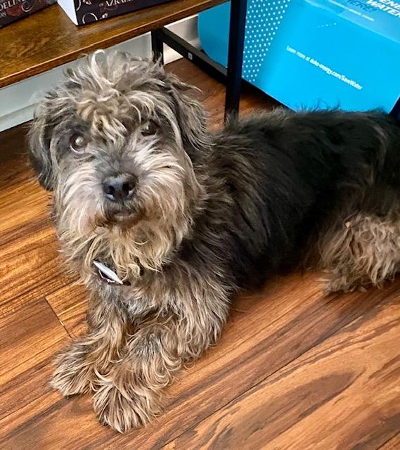 Enlarge Kyle, a ADOPTABLE mixed breed in Orlando, FL image 1/1