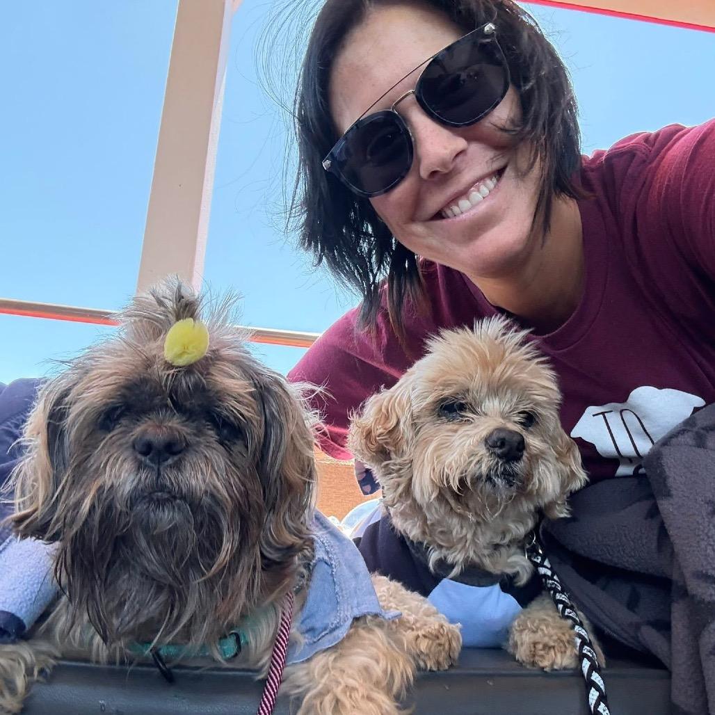 Linguini, Adoptable, Senior Male Poodle.