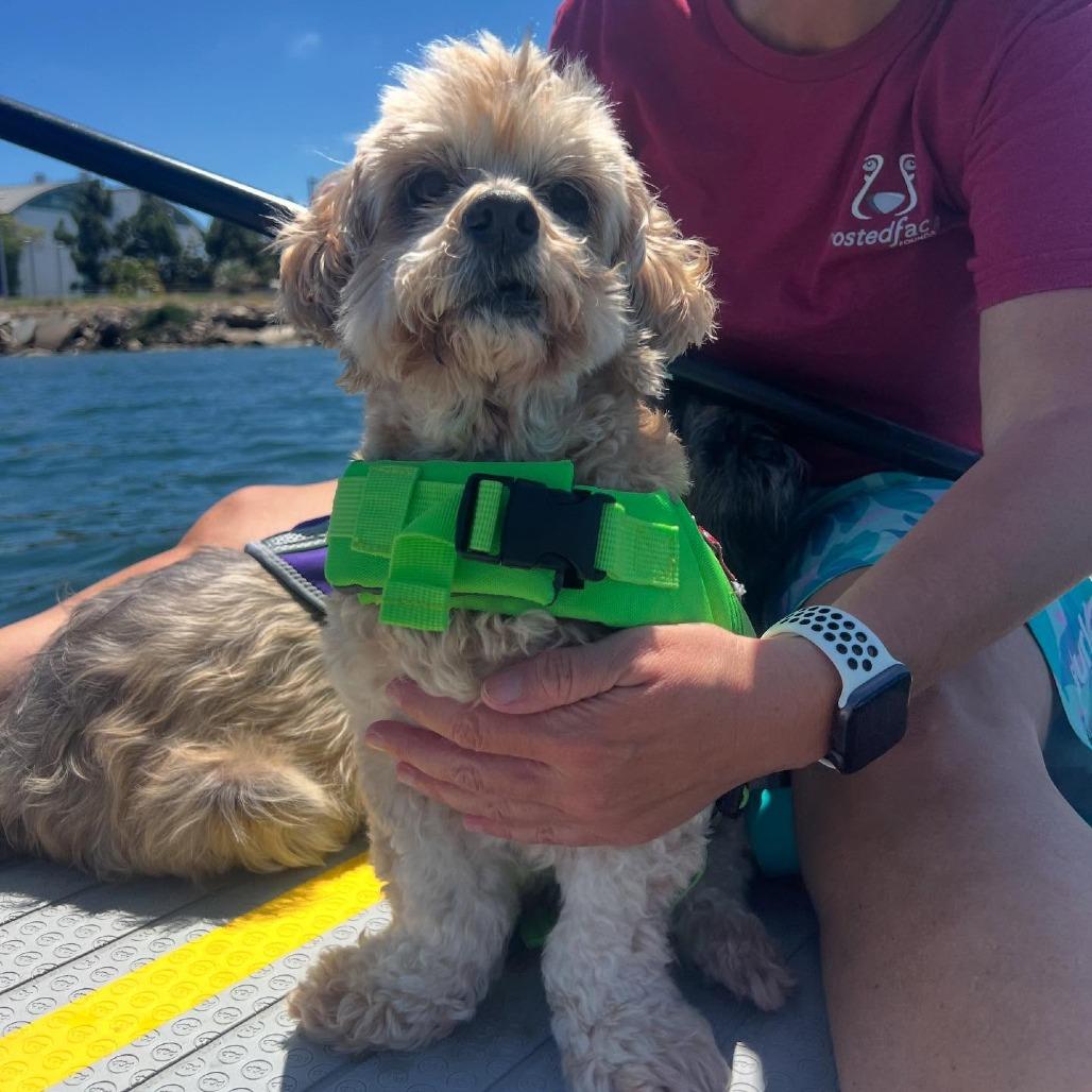 Enlarge Linguini, a Adoptable Poodle in Sonoma, CA image 4/6