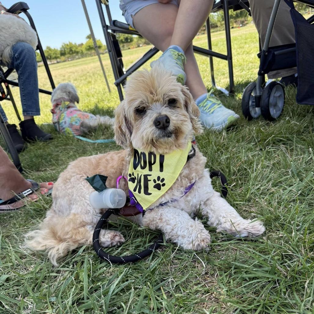 Enlarge Linguini, a Adoptable Poodle in Sonoma, CA image 5/6