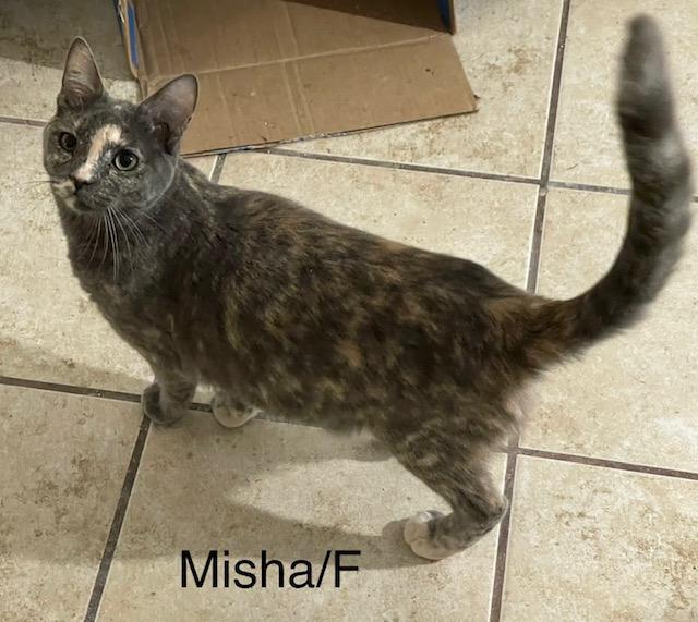 Misha, Adoptable, Young Female Domestic Short Hair.