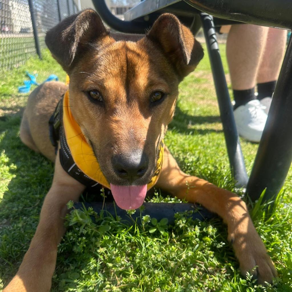 Enlarge Milo, a Adoptable mixed breed in Dyersburg, TN image 3/5