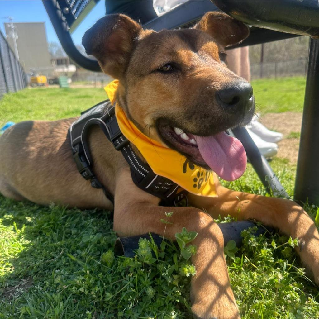 Enlarge Milo, a Adoptable mixed breed in Dyersburg, TN image 5/5