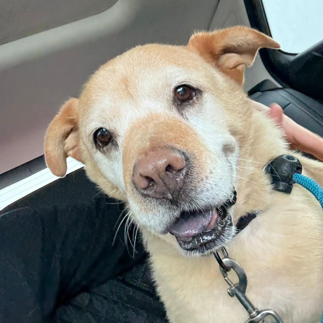 Tyler Brownie — thumbnail 2