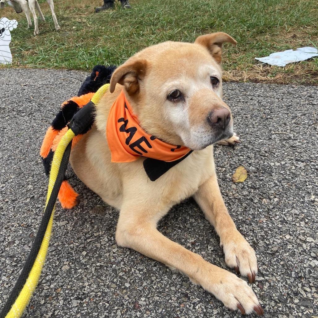 Tyler Brownie — thumbnail 3