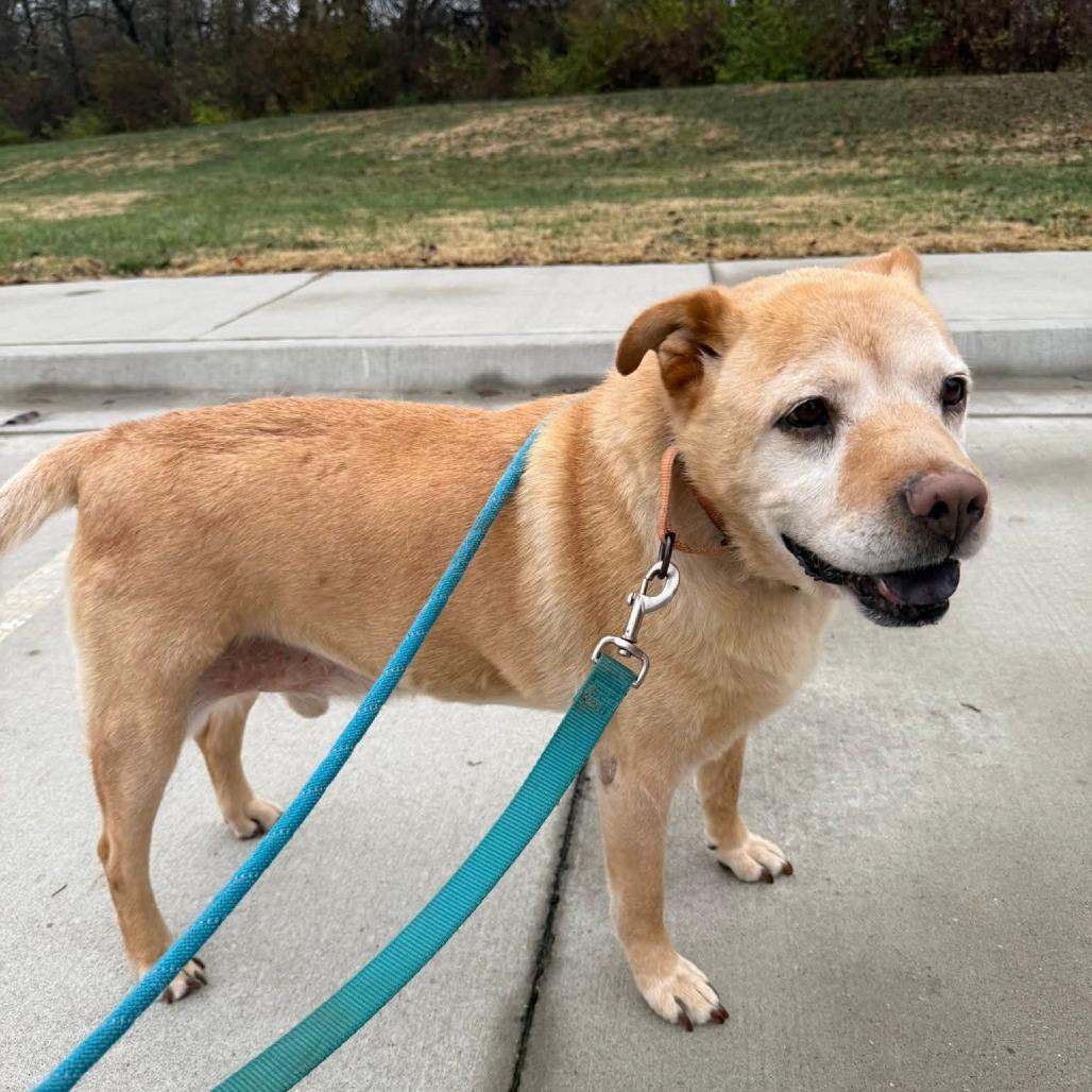 Tyler Brownie — thumbnail 4