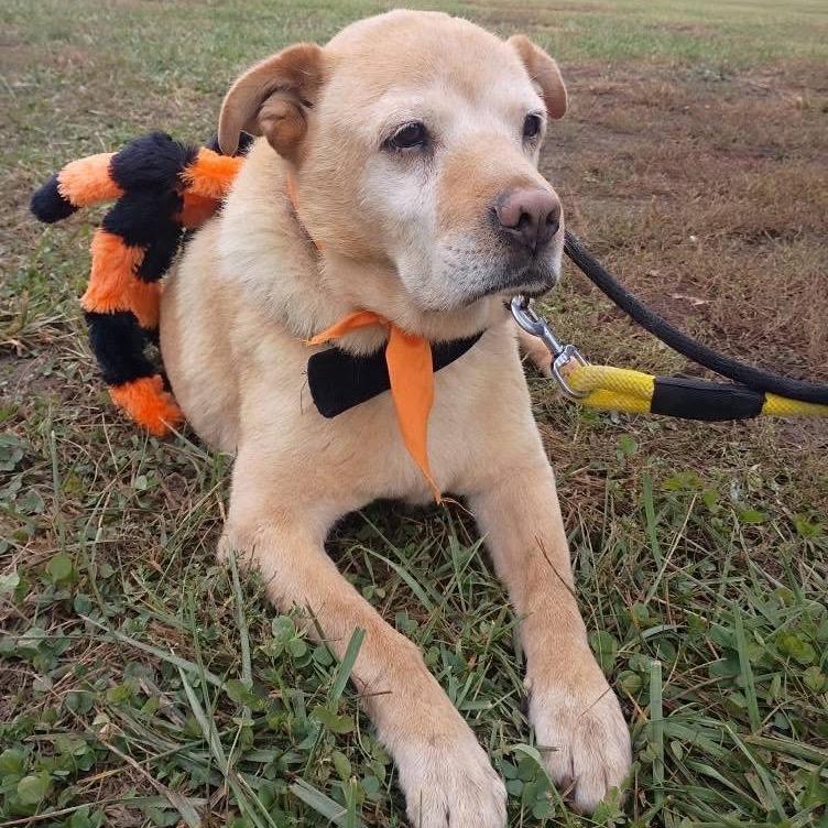 Tyler Brownie — thumbnail 5