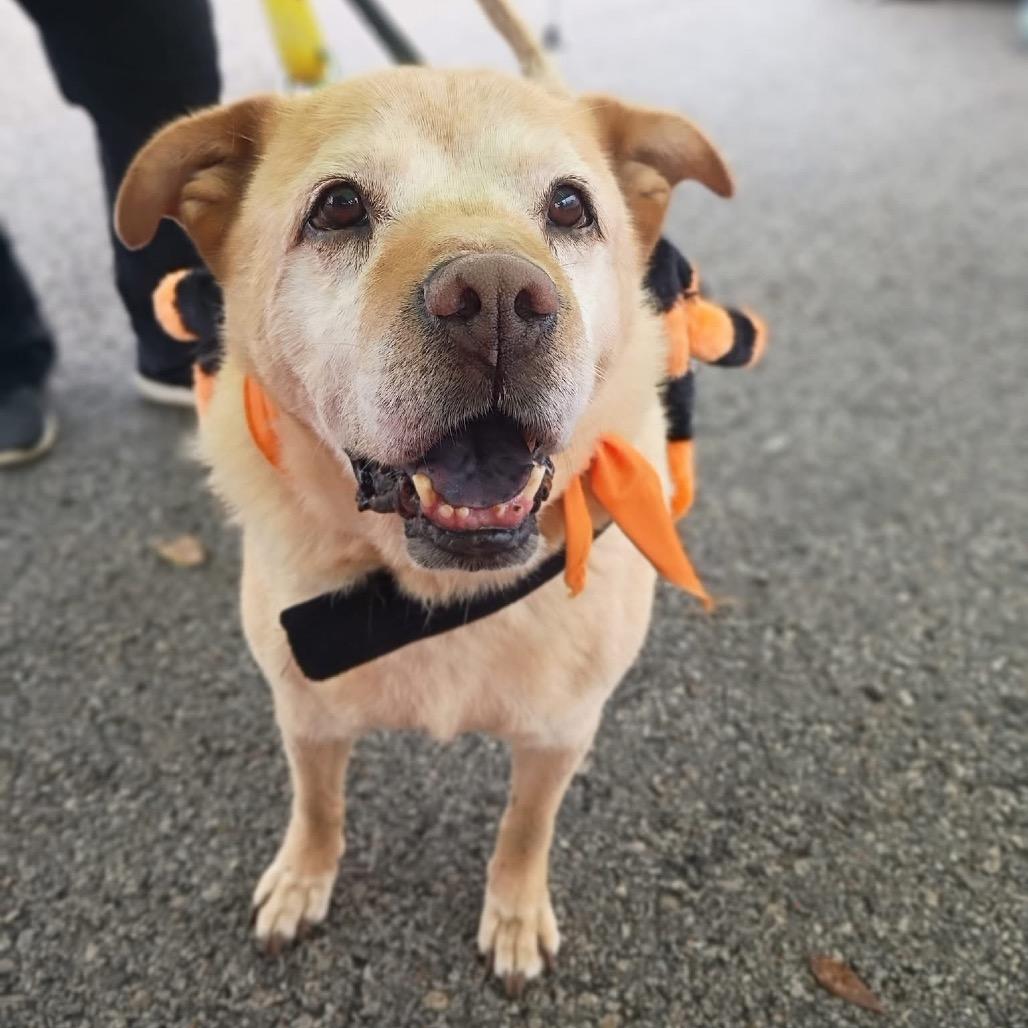 Tyler Brownie — thumbnail 6